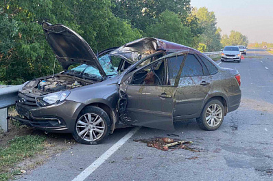 В Самарской области водитель "Гранты" насмерть сбил выбежавшего из леса лося
