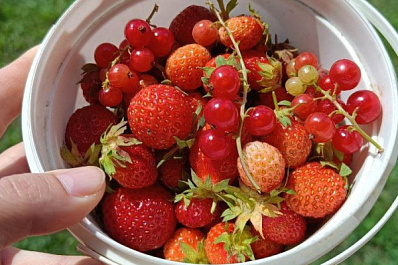 Самарский врач рассказал, почему красные ягоды вызывают аллергию