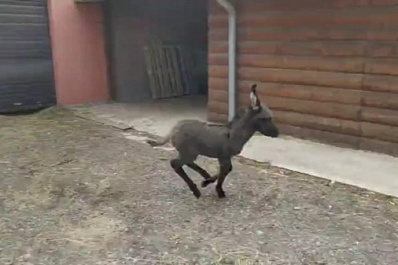 В Самарском зоопарке придумали имя новорожденному ослику