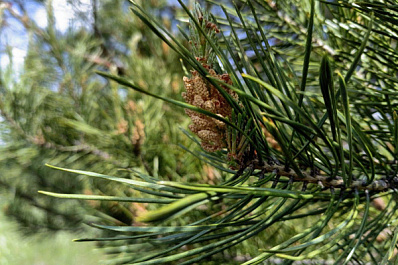 "Вырезают под корень": самарцы пожаловались на вырубку деревьев