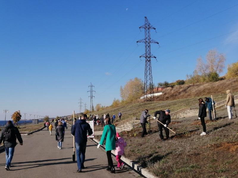 В Тольятти на набережной Комсомольского района активисты посадили 500 берез