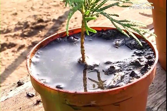 На какие сорта малины и земляники стоит обратить внимание. Удачные заметки от 31.07.2018