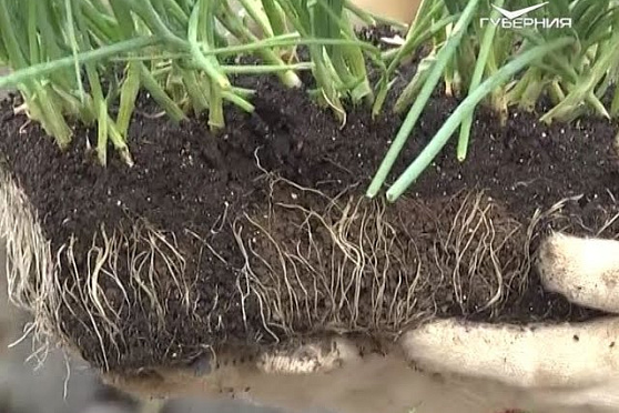 Дачные советы 11.05.2017. Посадка рассады лука