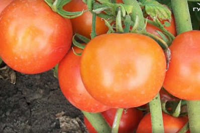 Как выбрать томаты для выращивания в открытом грунте?