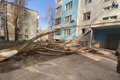 В Самаре суд рассмотрит дело о падении дерева на пожилую женщину