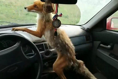 В Тольятти лиса забралась в автомобиль