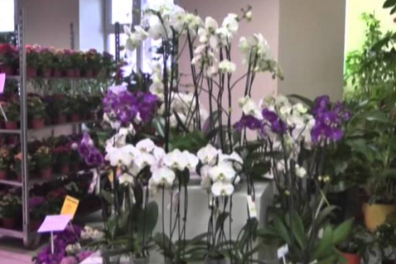 Дачные советы 20.03.2014