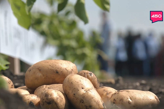 Картофельный стартап. Агрокурьер