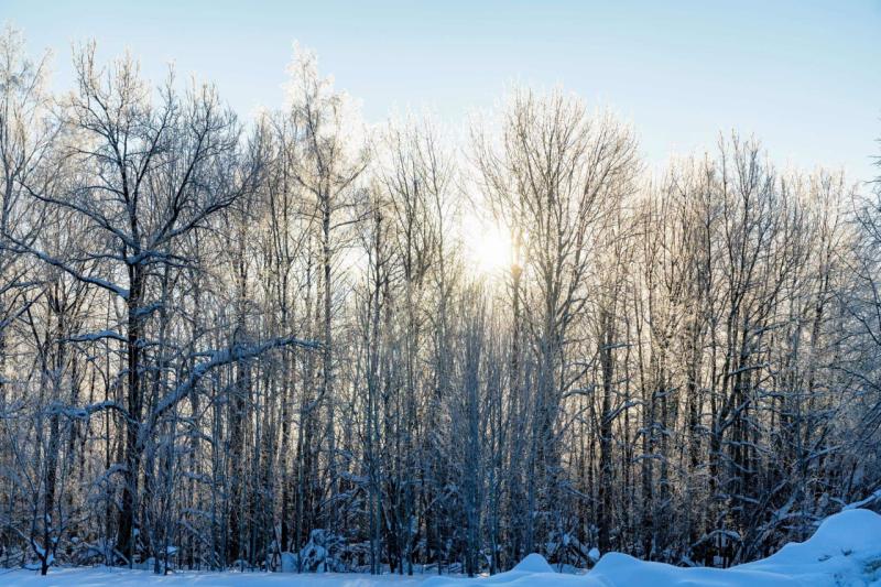 В Жигулёвске работают экологические клубы "Юннаты Первых"