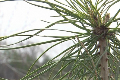 Самарская область присоединилась к Всероссийской акции Лесники открывают двери