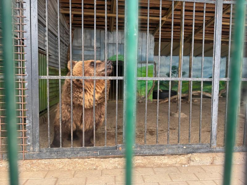 Сотрудники самарского зоопарка поделились видео с бурым медведем