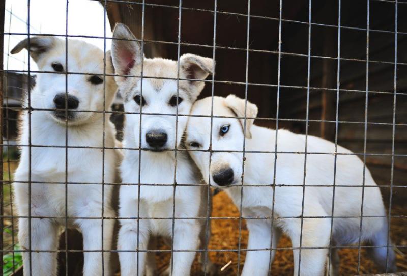 Международный день собак: какие праздники отмечают 2 июля