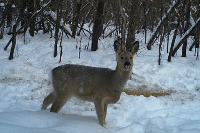 В Самарской области стало больше косуль и зайцев-русаков
