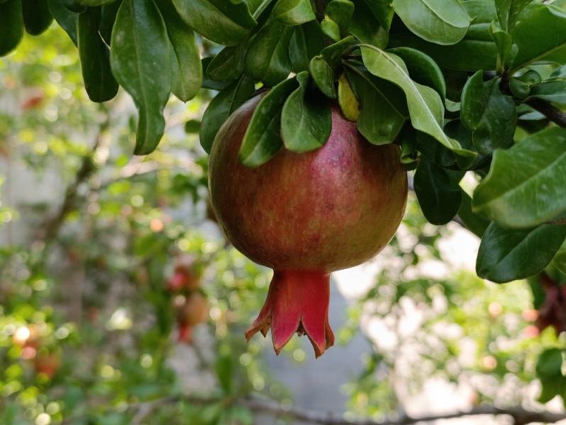 Стало известно, какие фрукты стоит есть в ноябре