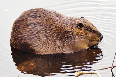 В Самарской области скоро разрешат охотиться на бобров и ондатр