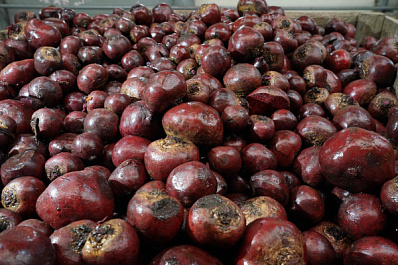 Эндокринолог Екатерина Янг назвала омолаживающие продукты