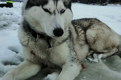 В Тольятти израненный хаски ждёт своего хозяина