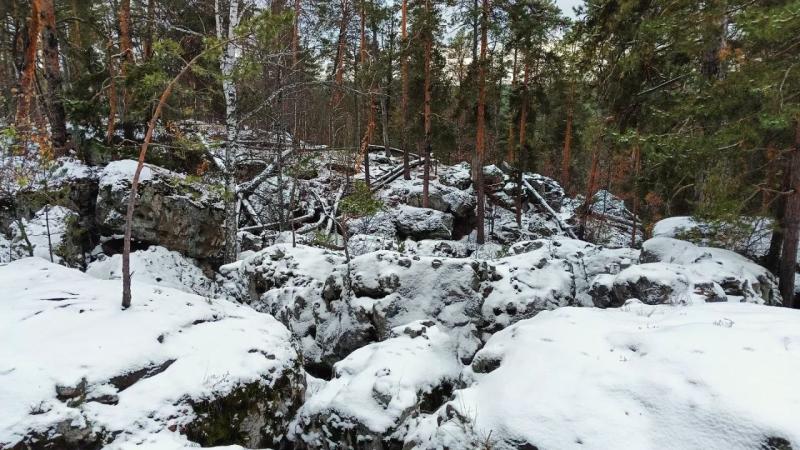 Поймали с поличным: в Кинельском районе лесоруба оштрафовали почти на 1,5 млн рублей