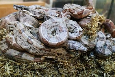 В самарском зоопарке впервые родились удавы