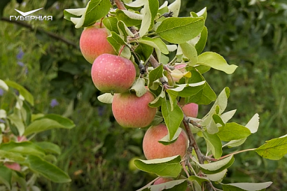 Название статьи