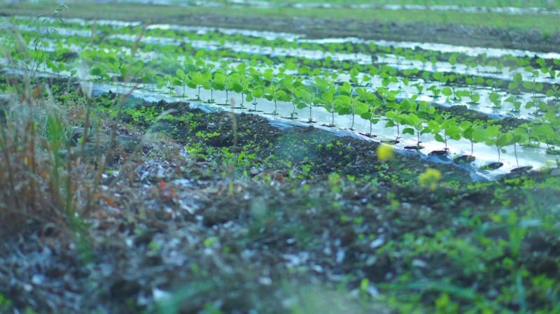 Селекция как основа продовольственной безопасности: в Самарской области прошла научно-практическая конференция по сое