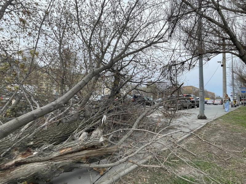 Фоторепортаж: в Самаре штормовой ветер повалил толстое дерево на Ново-Садовой