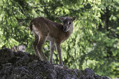В Самарской области спасли детеныша косули, оставшегося без родителей