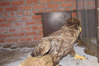 В Самарской области спасают краснокнижного орлана-белохвоста