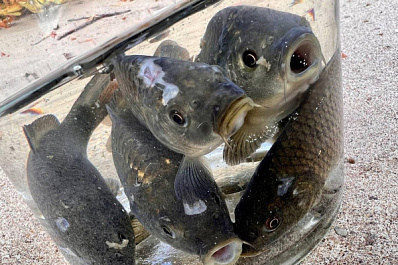 В Самарской области в Волгу выпустили почти 50 тысяч мальков сазана​