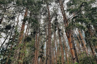 Фотоловушка запечатлела медведей в лесу 