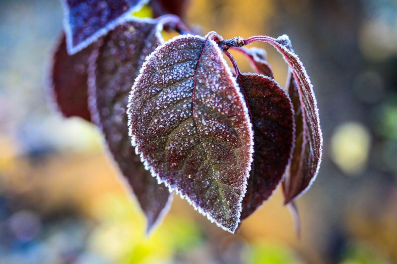 В Самарской области 4 октября днем будет пасмурно, а ночью морозно