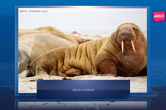 День моржа. Календарь Губернии от 24 ноября