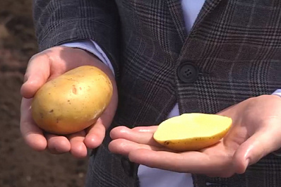 В Самарской области выводят новые отечественные сорта картофеля