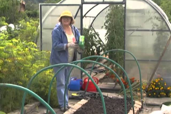 Дачные советы 24.07.2014