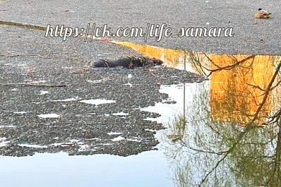 В Самаре в озере сквера "Солнечная поляна" всплыл труп мужчины
