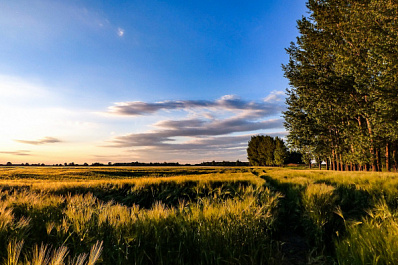 В Самарской области завершена посевная кампания