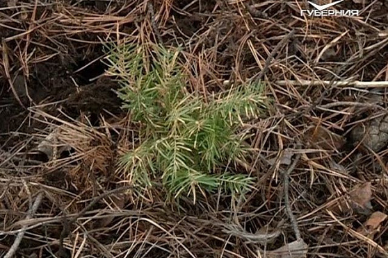 Сажаем хвойные. Удачные заметки от 13.11.2018