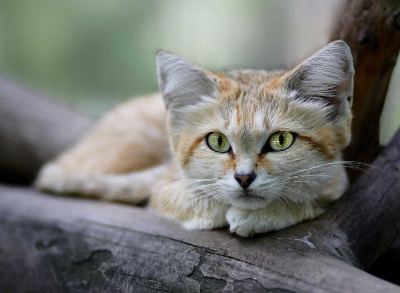 Самку бархатной кошки привезли из ОАЭ в российский зоопарк