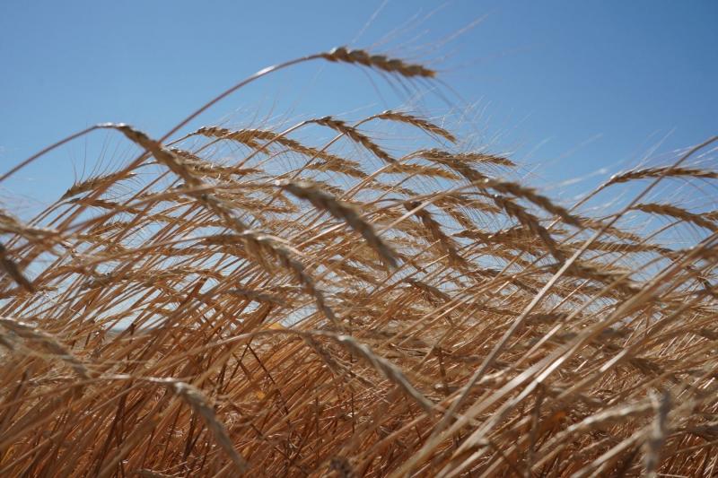 Хлеборобы региона рассчитывают собрать рекордный урожай зерновых
