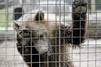 Спасение брошенных цирковых медведей: в Новосибирске местные жители создали петицию 