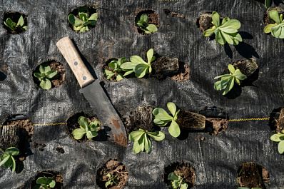 Ландшафтный дизайнер Марьяна Оленина рассказала, что сажать осенью