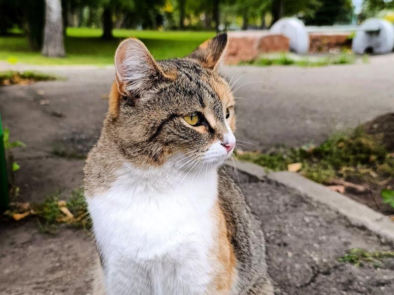 В Самаре пройдет благотворительный фестиваль питомцев