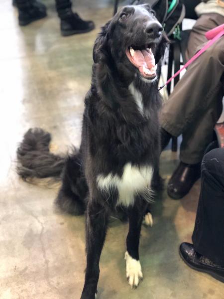 В Самаре прошла крупная выставка животных