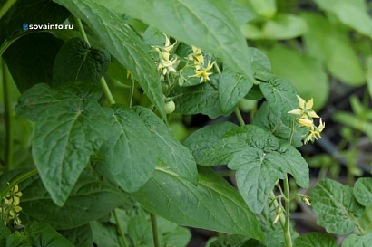 Название статьи