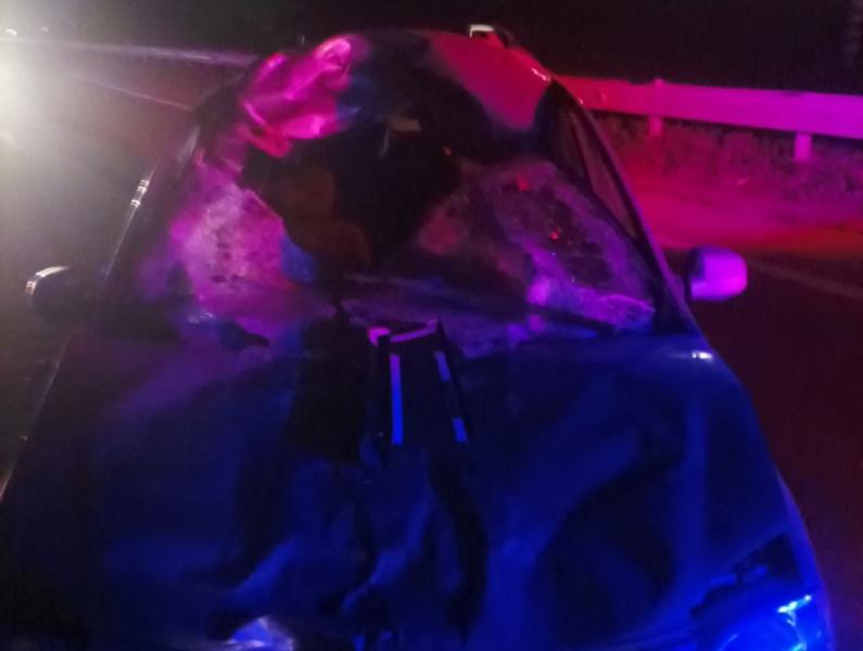 В Самарской области лось выбежал на трассу и попал под колеса "Ларгуса"