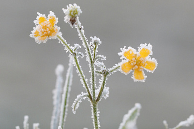 Жителей Самарской области ждут две морозные ночи