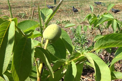 В Самаре вывели два новых сорта грецкого ореха