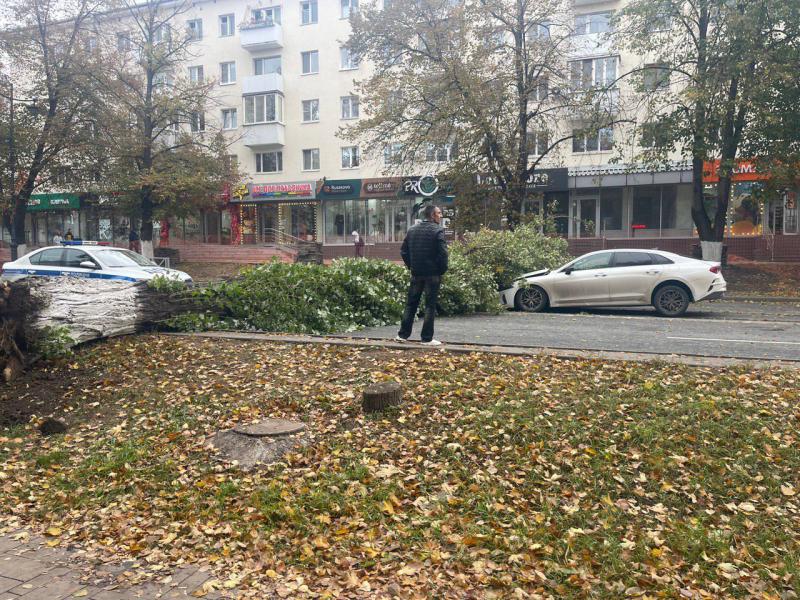 В Самаре сильный ветер снес дерево на Молодогвардейской