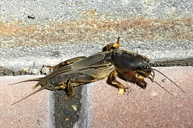 В Самаре обнаружили жуткого крылатого монстра