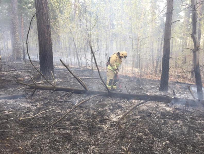 В Тольятти в городском лесничестве загорелся лес